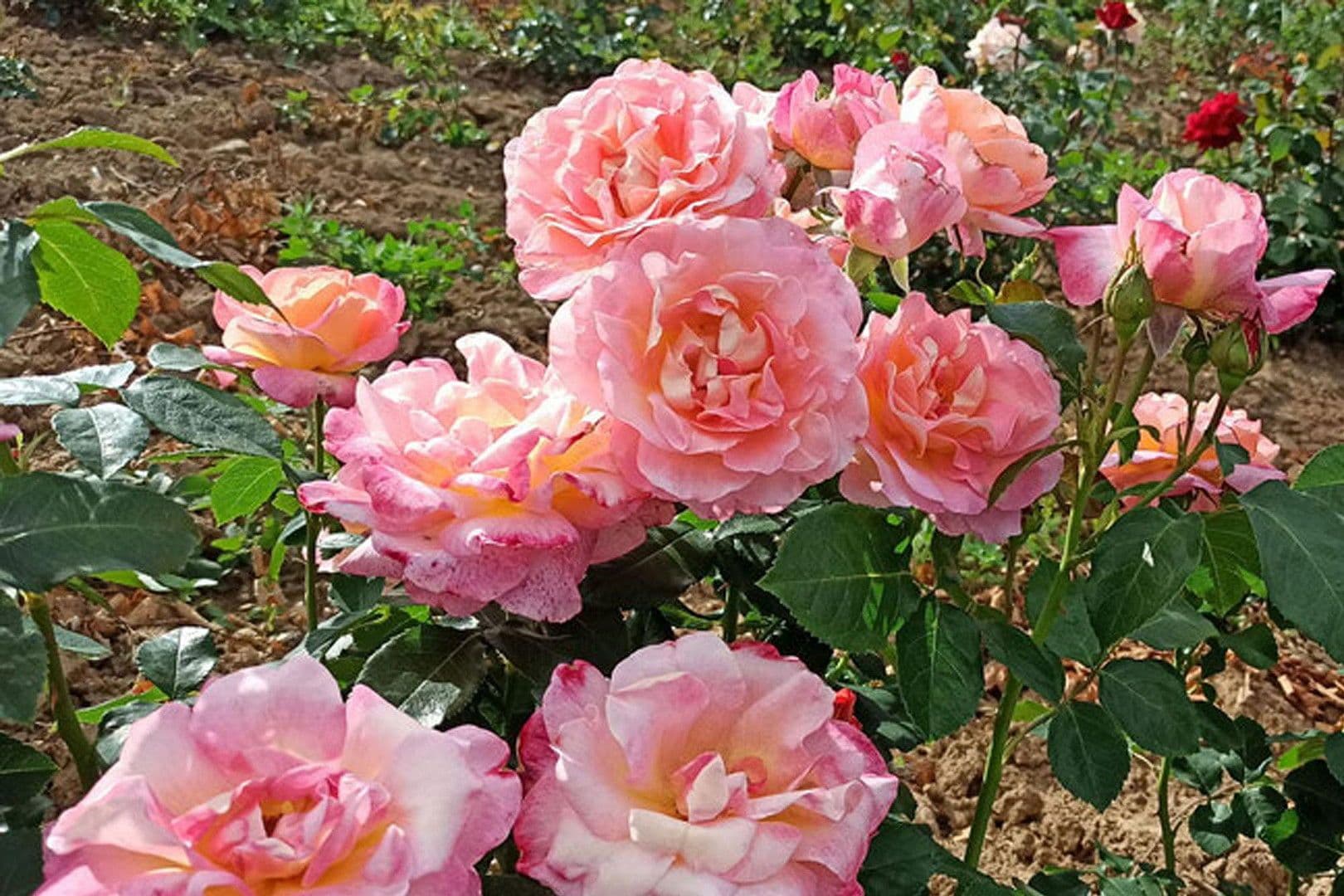 Predaj domu 130 m², pozemek 450 m², Teichstraße 7, Wentorf bei Hamburg, Šlezvicko-Holštajnsko Predaj domu 130 m², pozemek 450 m², Teichstraße 7, Wentorf bei Hamburg, Šlezvicko-Holštajnsko