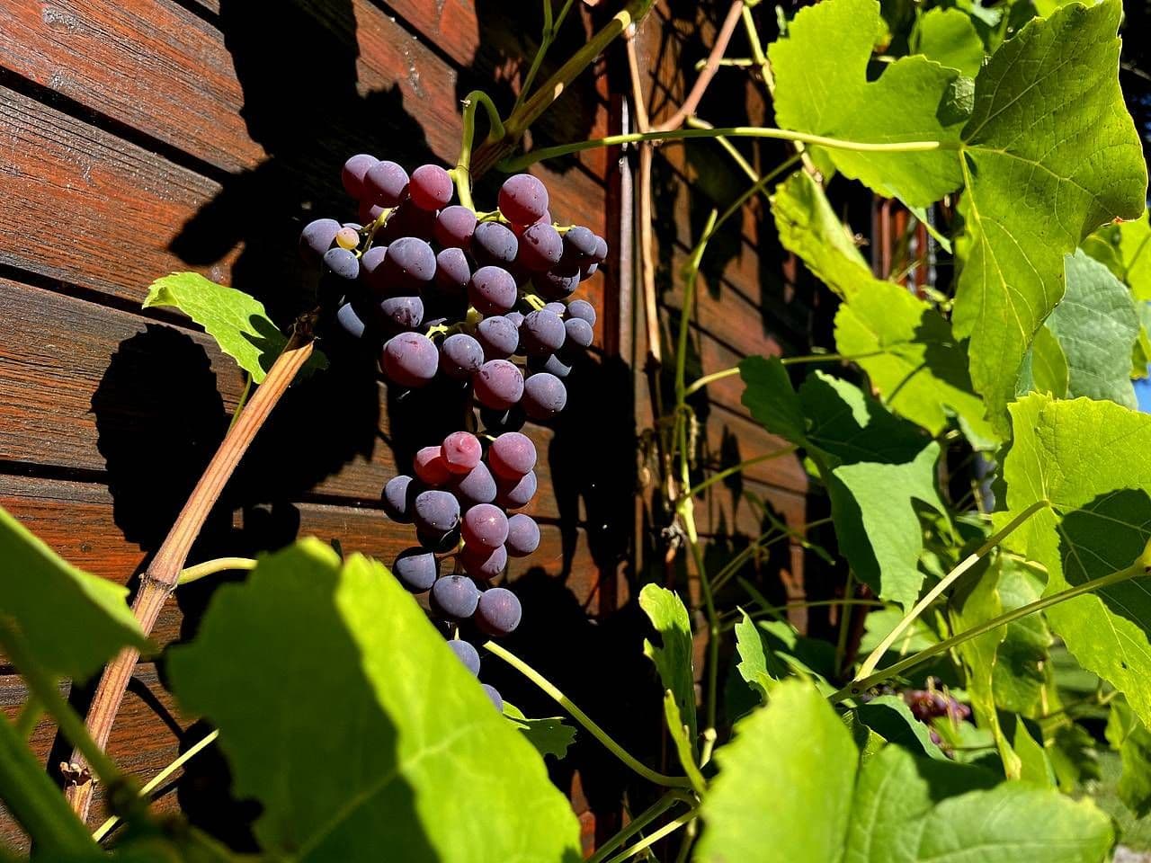 Prenájom rekreačného objektu, Hamr na Jezeře, Liberecký kraj Prenájom rekreačného objektu, Hamr na Jezeře, Liberecký kraj