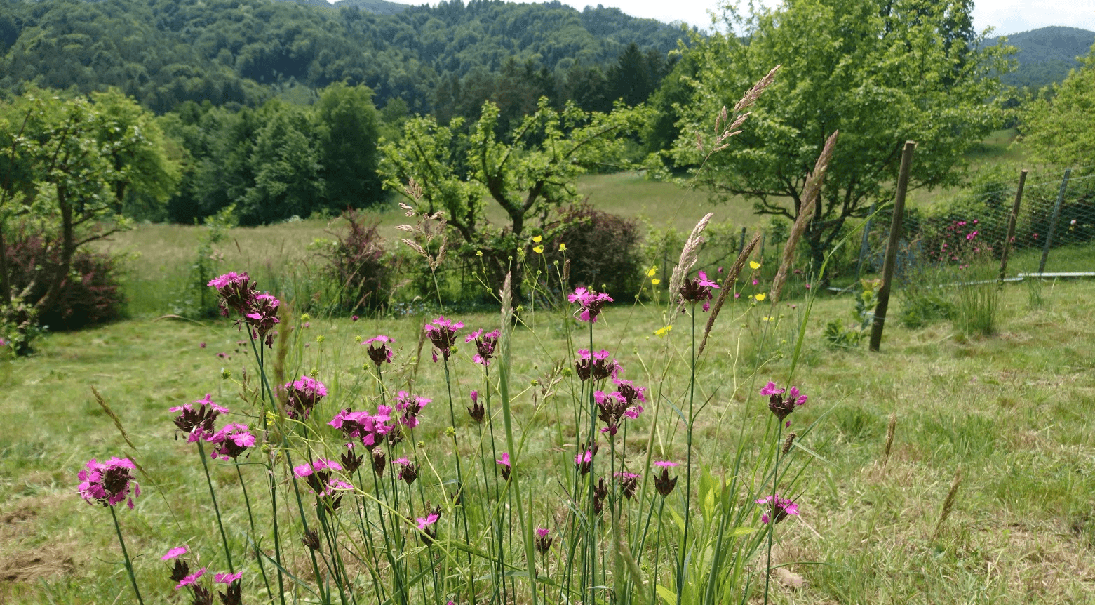 Predaj pozemku 1.016 m², Unterfahrenbach, Štajersko Predaj pozemku 1.016 m², Unterfahrenbach, Štajersko