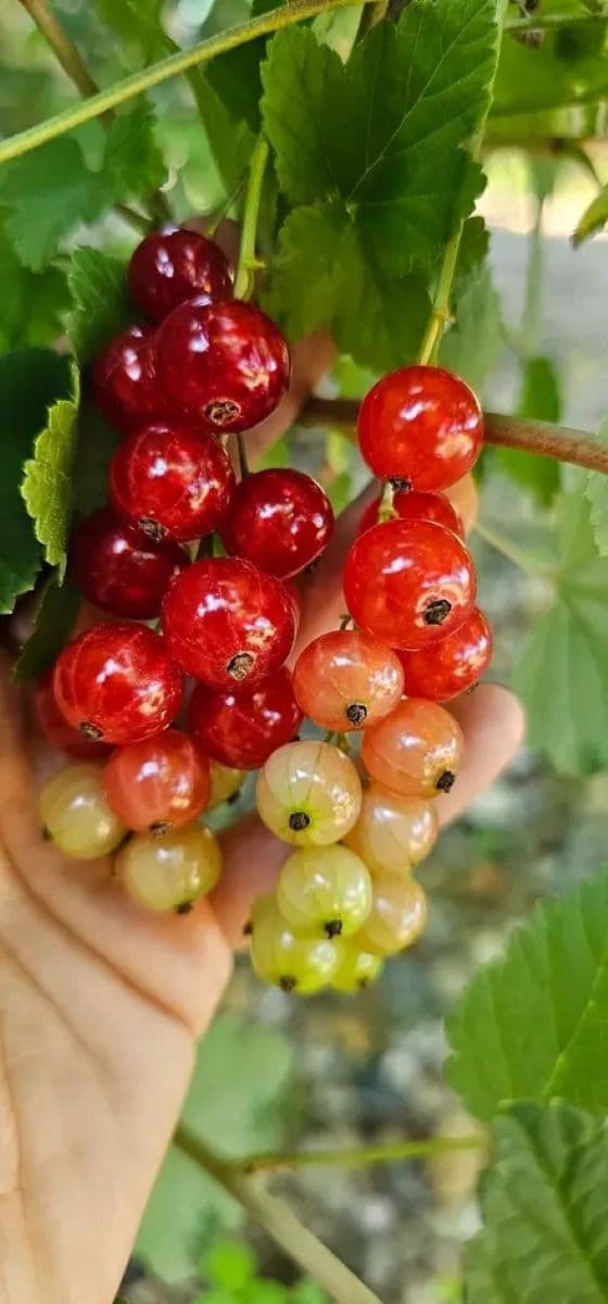 Predaj domu 398 m², pozemek 1.153 m², Hředle, Středočeský kraj Predaj domu 398 m², pozemek 1.153 m², Hředle, Středočeský kraj