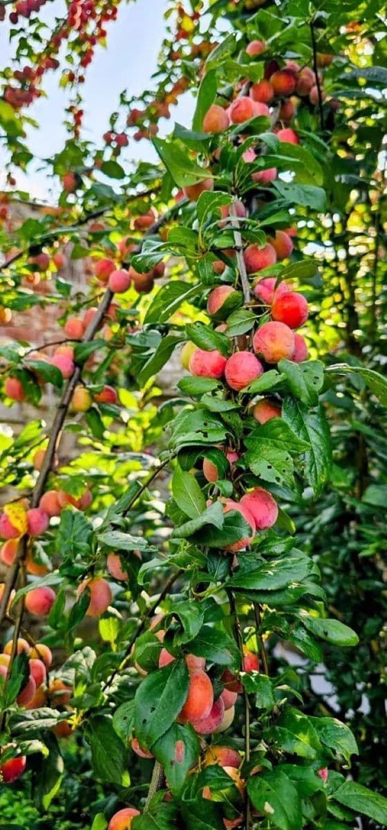 Predaj domu 398 m², pozemek 1.153 m², Hředle, Středočeský kraj Predaj domu 398 m², pozemek 1.153 m², Hředle, Středočeský kraj