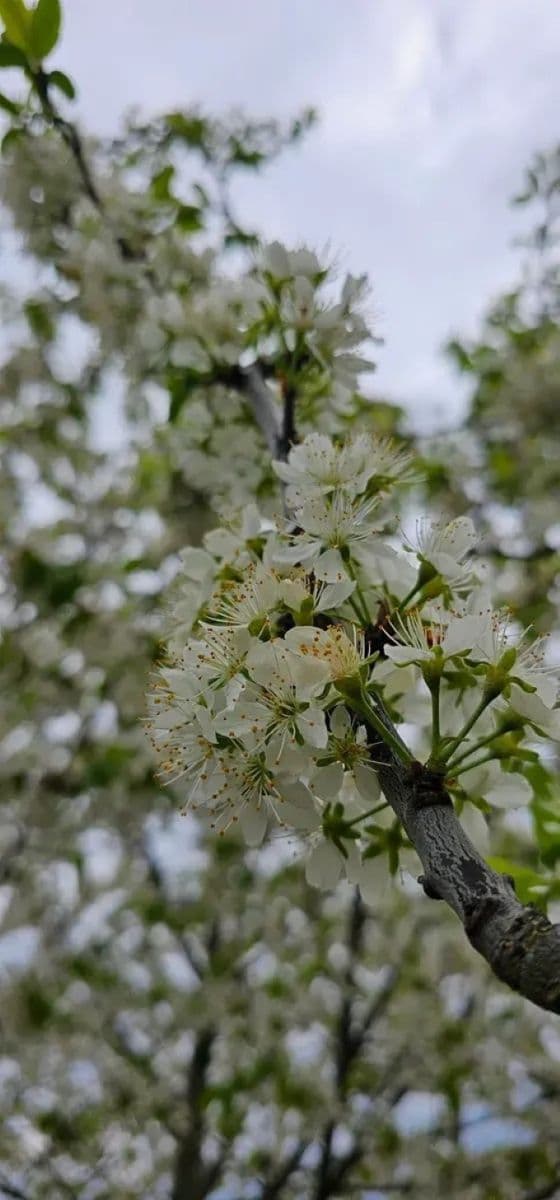Predaj domu 398 m², pozemek 1.153 m², Hředle, Středočeský kraj Predaj domu 398 m², pozemek 1.153 m², Hředle, Středočeský kraj