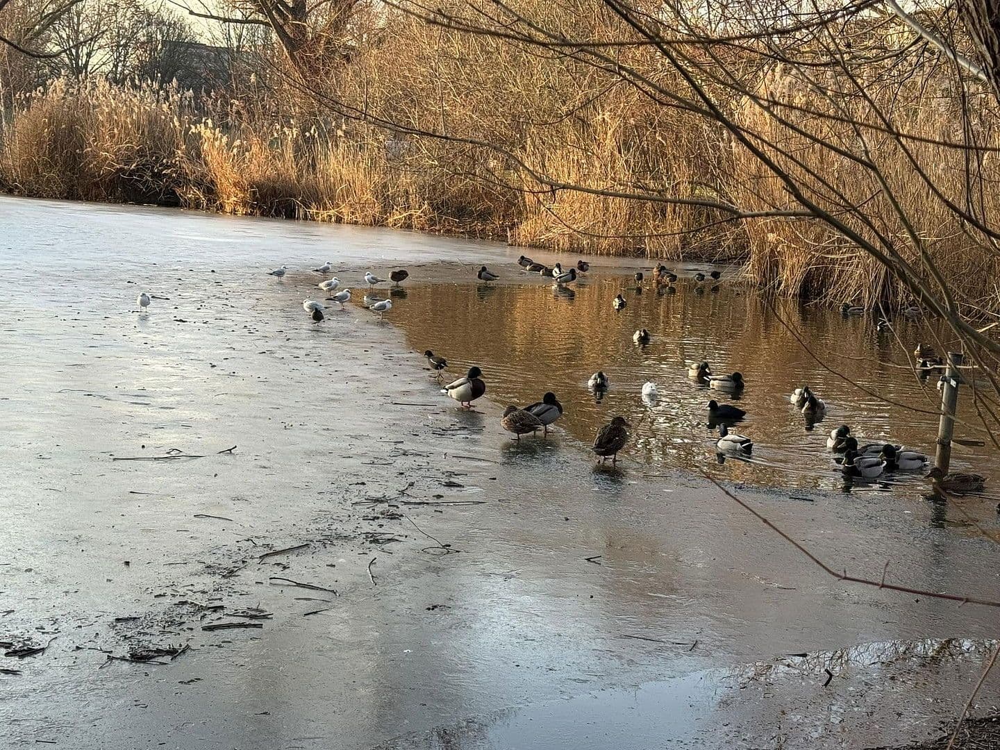 Predaj domu 212 m², pozemek 970 m², Hannover, Dolné Sasko Predaj domu 212 m², pozemek 970 m², Hannover, Dolné Sasko