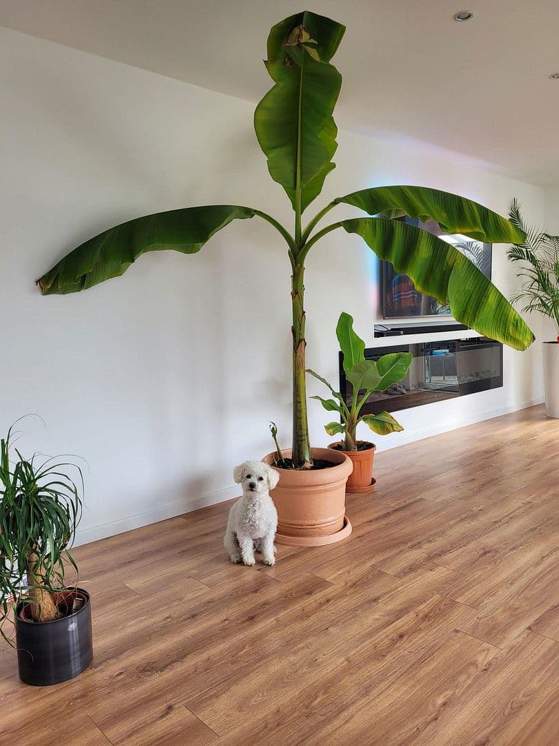 Predaj domu 190 m², pozemek 865 m², Goldbachstr. 2A, Florstadt, Hesensko Predaj domu 190 m², pozemek 865 m², Goldbachstr. 2A, Florstadt, Hesensko