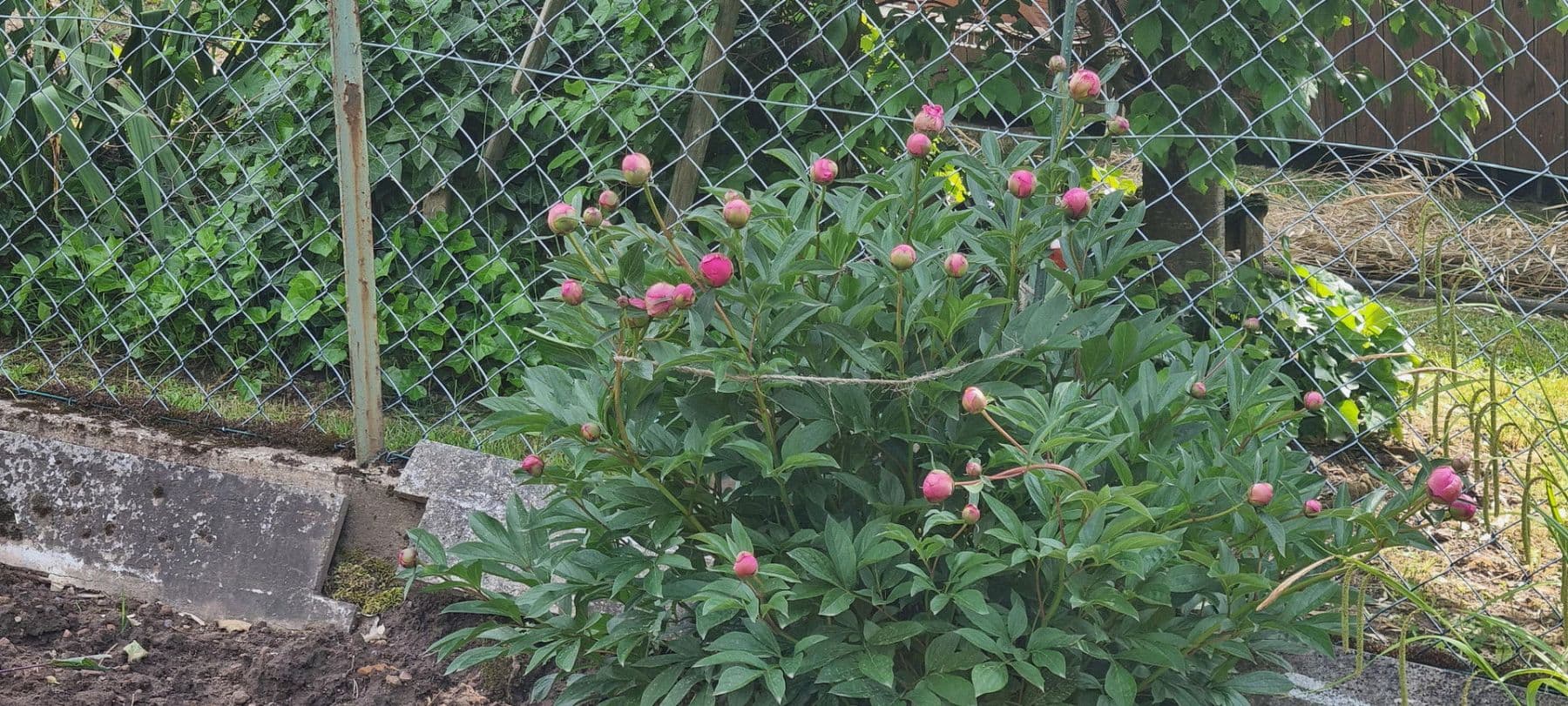 Predaj domu 129 m², pozemek 372 m², Helsa, Hesensko Predaj domu 129 m², pozemek 372 m², Helsa, Hesensko