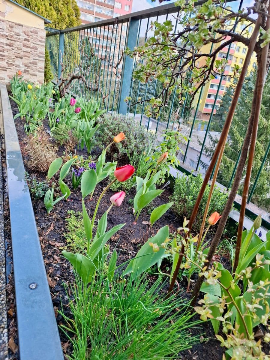 Prenájom bytu 4-izbový 118 m², U Homolky, Praha, Praha Prenájom bytu 4-izbový 118 m², U Homolky, Praha, Praha