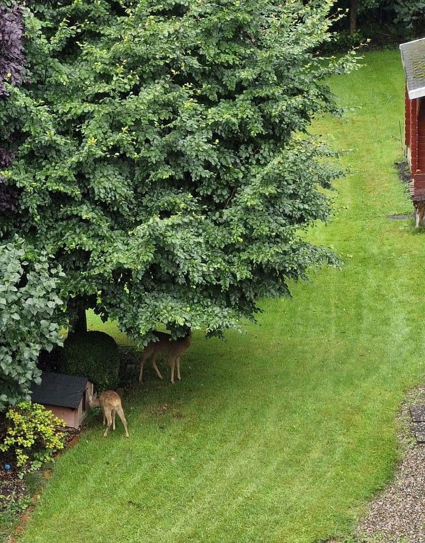 Prenájom bytu 5-izbový 125 m², Lütjenburger Str. 4a, Plön, Šlezvicko-Holštajnsko Prenájom bytu 5-izbový 125 m², Lütjenburger Str. 4a, Plön, Šlezvicko-Holštajnsko