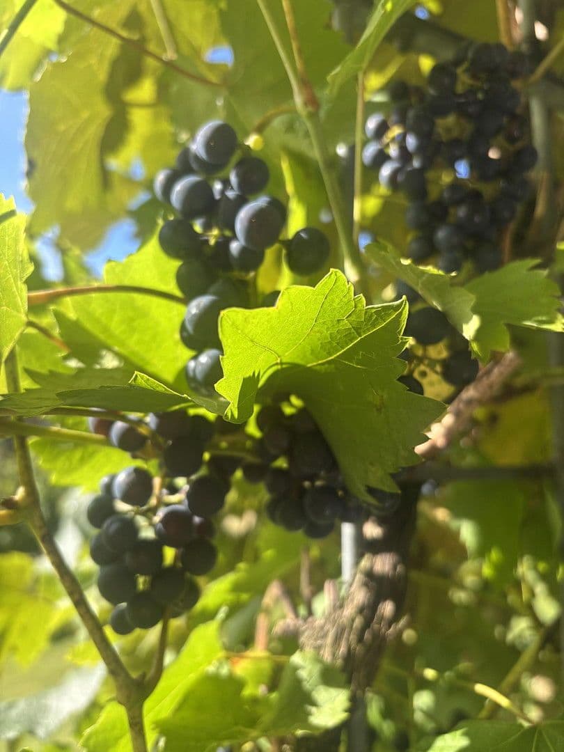 Prenájom bytu 4-izbový 120 m², Kupfstattgasse 18, Jochberg, Tirolsko Prenájom bytu 4-izbový 120 m², Kupfstattgasse 18, Jochberg, Tirolsko