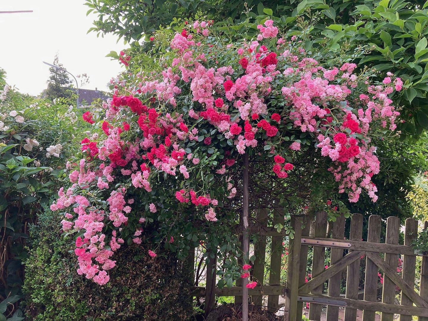 Prenájom bytu 1-izbový 25 m², Hamburg-Mitte, Hamburg Prenájom bytu 1-izbový 25 m², Hamburg-Mitte, Hamburg