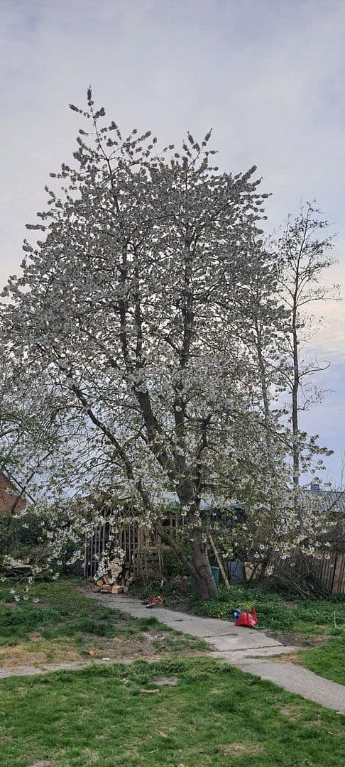 Predaj domu 140 m², pozemek 1.604 m², Wurster Nordseeküste, Dolné Sasko Predaj domu 140 m², pozemek 1.604 m², Wurster Nordseeküste, Dolné Sasko