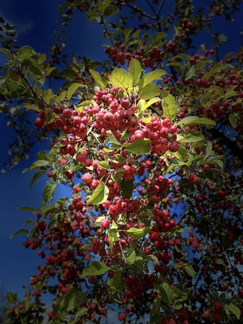 Prenájom domu 87 m², pozemek 200 m², Berlin, Berlín Prenájom domu 87 m², pozemek 200 m², Berlin, Berlín