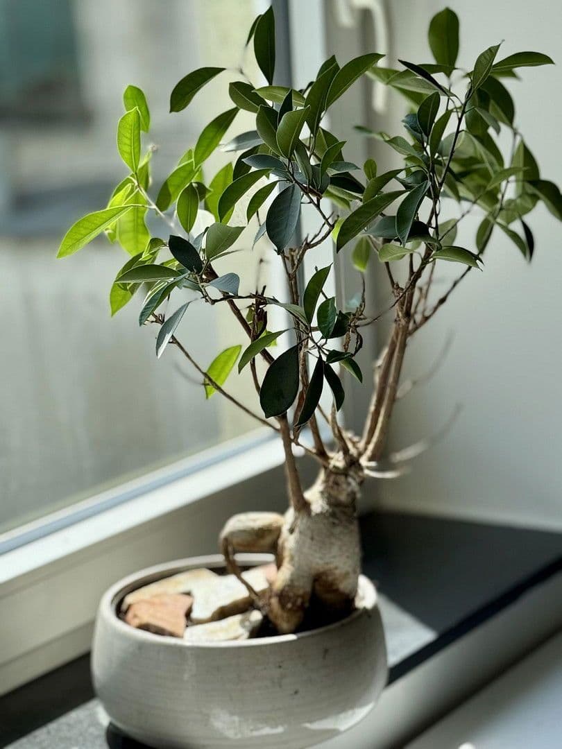 Prenájom bytu 1-izbový 23 m², Saint Julien Str. 3, Salzburg, Salzbursko Prenájom bytu 1-izbový 23 m², Saint Julien Str. 3, Salzburg, Salzbursko