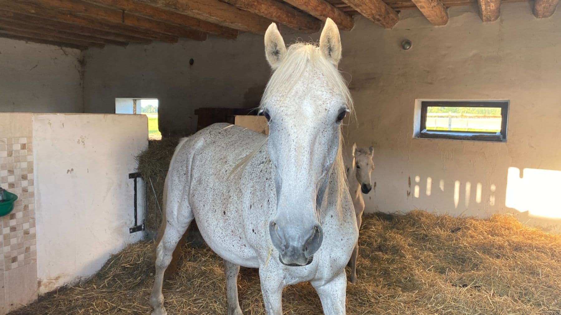Predaj domu 1.577 m², pozemek 27.215 m², Pluhův Žďár, Jihočeský kraj Predaj domu 1.577 m², pozemek 27.215 m², Pluhův Žďár, Jihočeský kraj