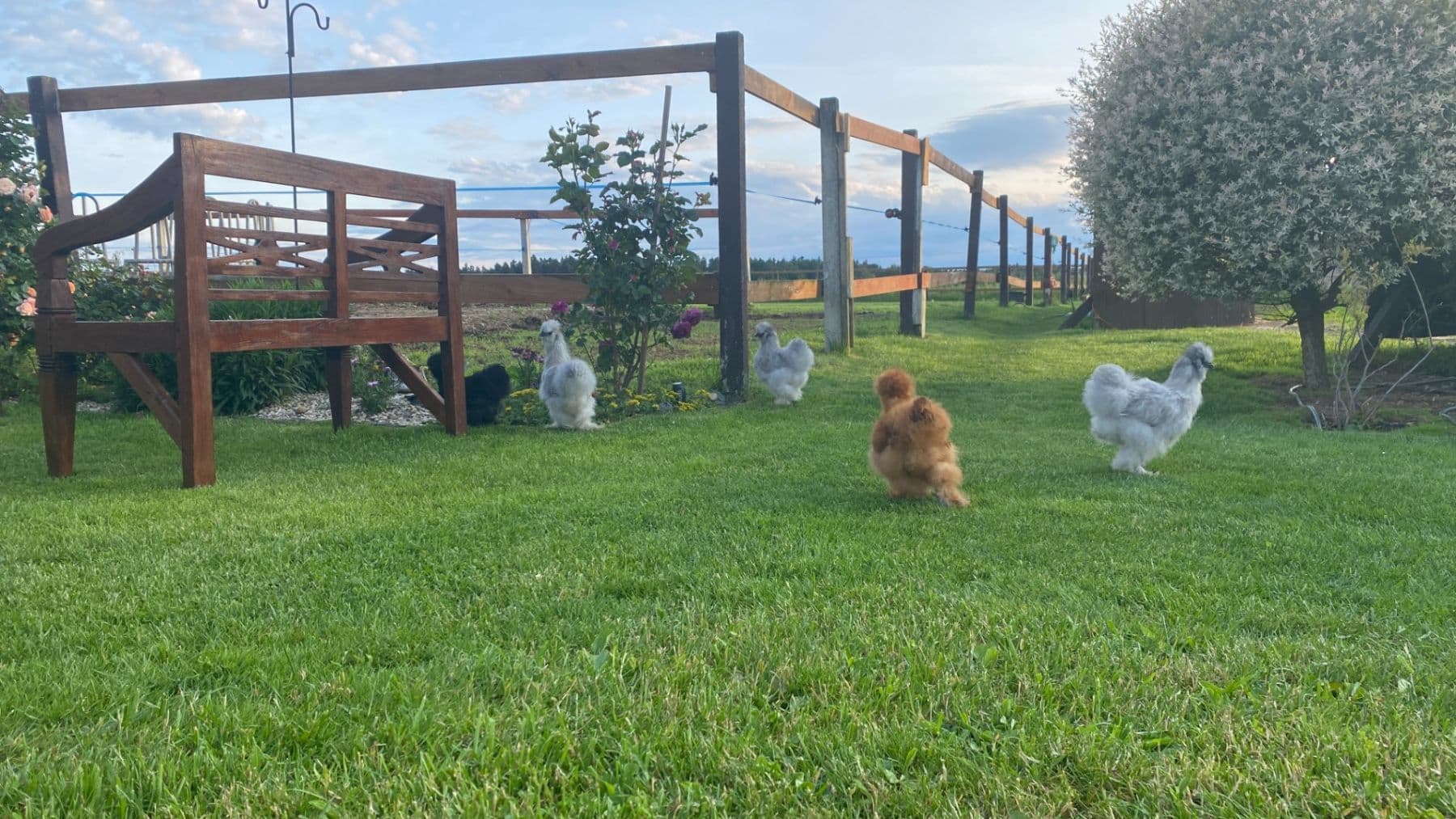 Predaj domu 1.577 m², pozemek 27.215 m², Pluhův Žďár, Jihočeský kraj Predaj domu 1.577 m², pozemek 27.215 m², Pluhův Žďár, Jihočeský kraj