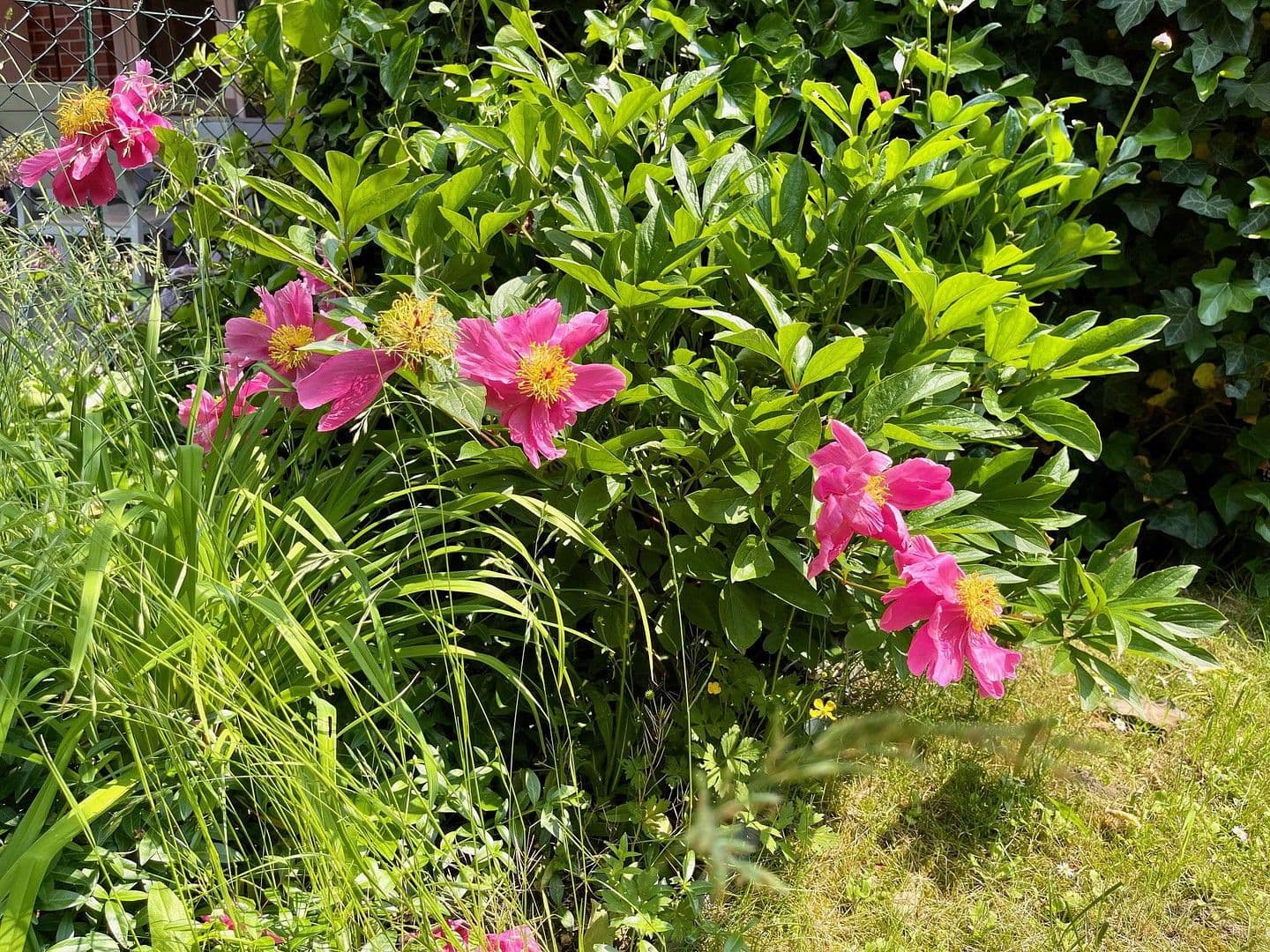 Prenájom domu 145 m², pozemek 370 m², Franz-Raveaux-Straße 32, Köln, Severné Porýnie - Westfálsko Prenájom domu 145 m², pozemek 370 m², Franz-Raveaux-Straße 32, Köln, Severné Porýnie - Westfálsko