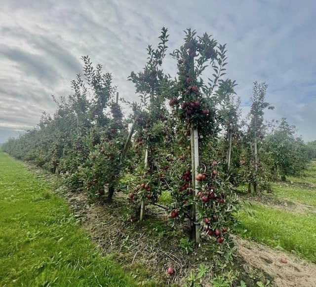 Predaj bytu 1-izbový 61 m², Hollern-Twielenfleth, Dolné Sasko Predaj bytu 1-izbový 61 m², Hollern-Twielenfleth, Dolné Sasko