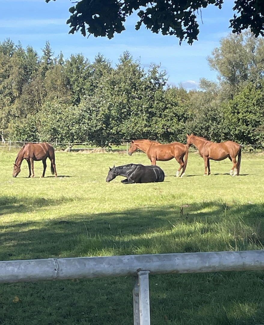 Predaj domu 190 m², pozemek 1.136 m², Wanna, Dolné Sasko Predaj domu 190 m², pozemek 1.136 m², Wanna, Dolné Sasko