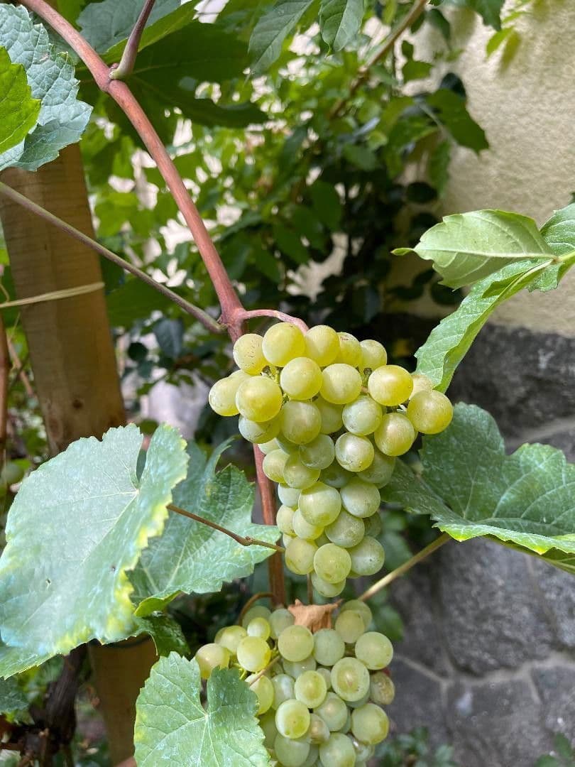 Predaj domu 200 m², pozemek 778 m², Hornberg, Bádensko-Wurttembersko Predaj domu 200 m², pozemek 778 m², Hornberg, Bádensko-Wurttembersko