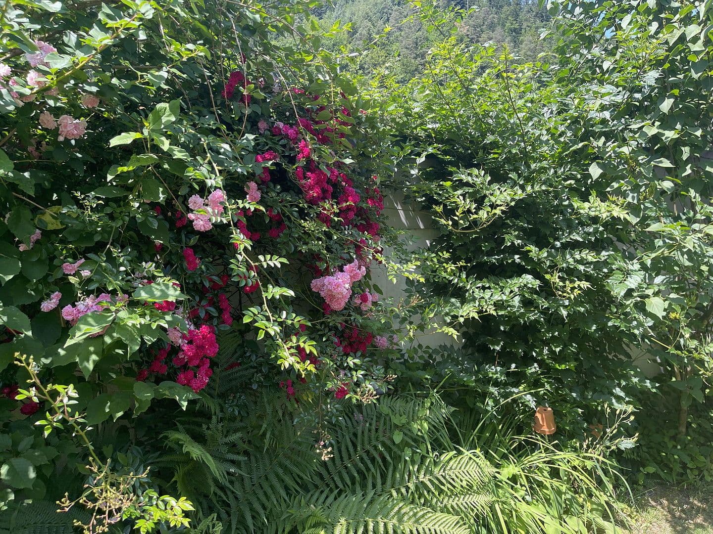 Predaj domu 200 m², pozemek 778 m², Hornberg, Bádensko-Wurttembersko Predaj domu 200 m², pozemek 778 m², Hornberg, Bádensko-Wurttembersko