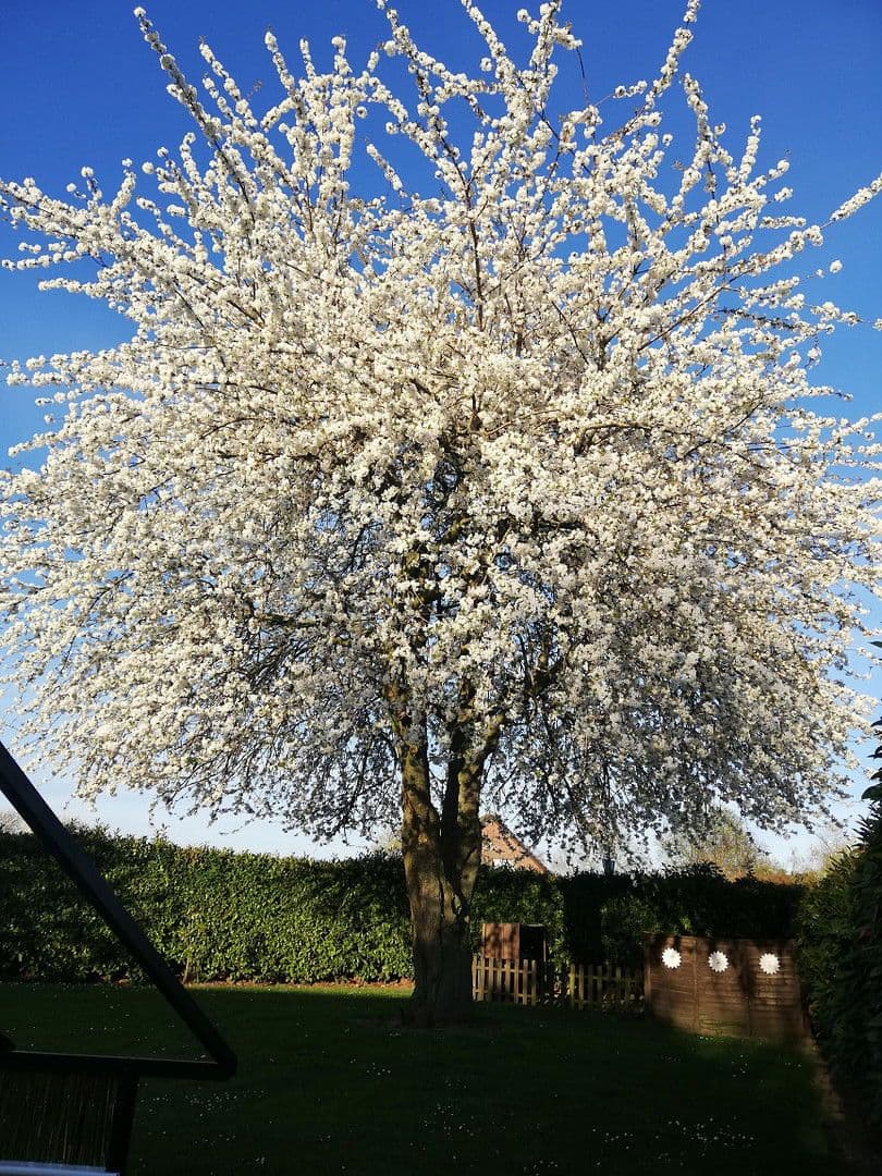 Predaj domu 153 m², pozemek 1.055 m², Geldern, Severné Porýnie - Westfálsko Predaj domu 153 m², pozemek 1.055 m², Geldern, Severné Porýnie - Westfálsko