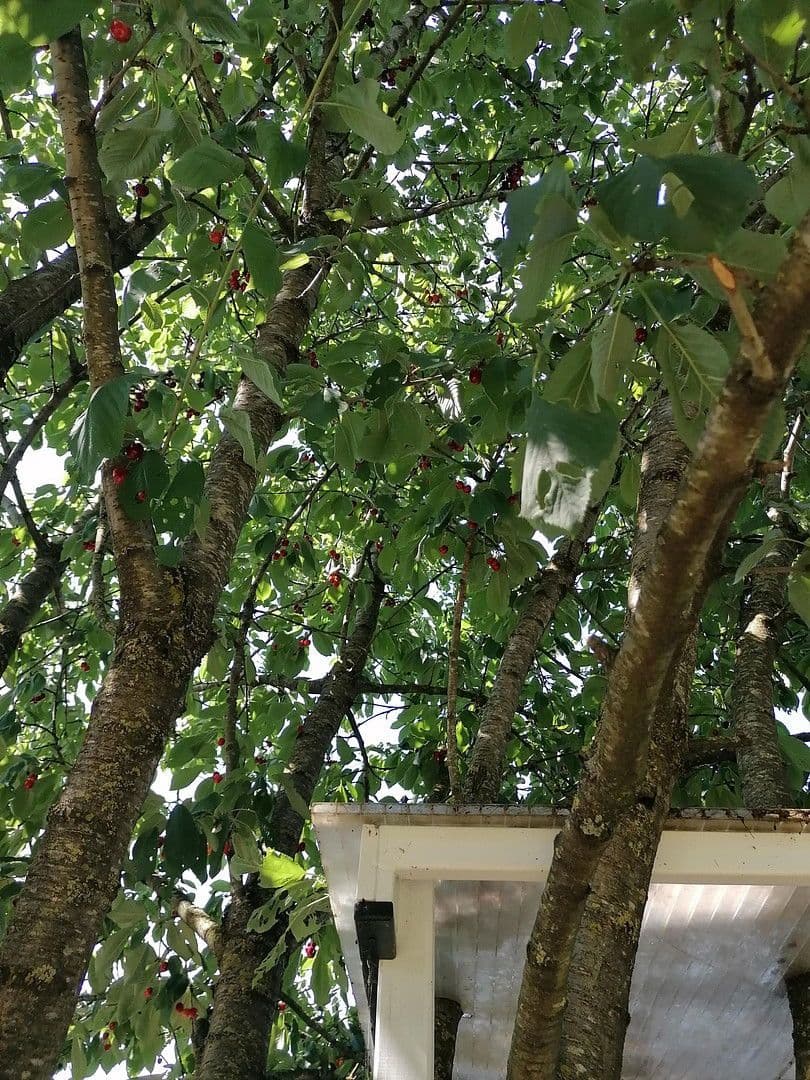 Predaj domu 153 m², pozemek 1.055 m², Geldern, Severné Porýnie - Westfálsko Predaj domu 153 m², pozemek 1.055 m², Geldern, Severné Porýnie - Westfálsko