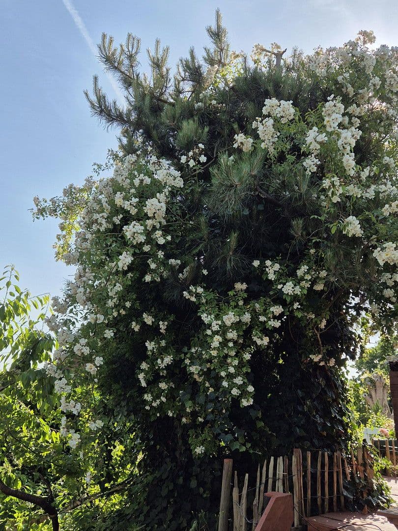 Predaj domu 181 m², pozemek 819 m², Schmiedestr.1, Twedt, Šlezvicko-Holštajnsko Predaj domu 181 m², pozemek 819 m², Schmiedestr.1, Twedt, Šlezvicko-Holštajnsko