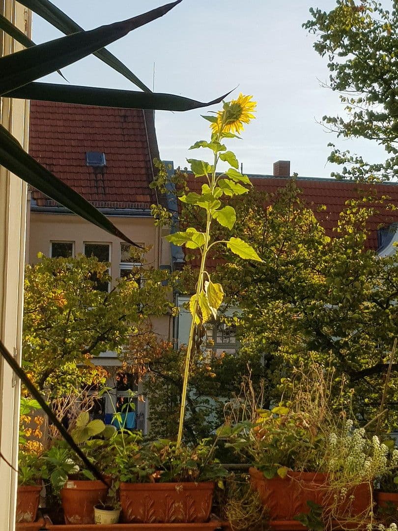 Predaj bytu 7-izbový 219 m², Berlin, Berlín Predaj bytu 7-izbový 219 m², Berlin, Berlín