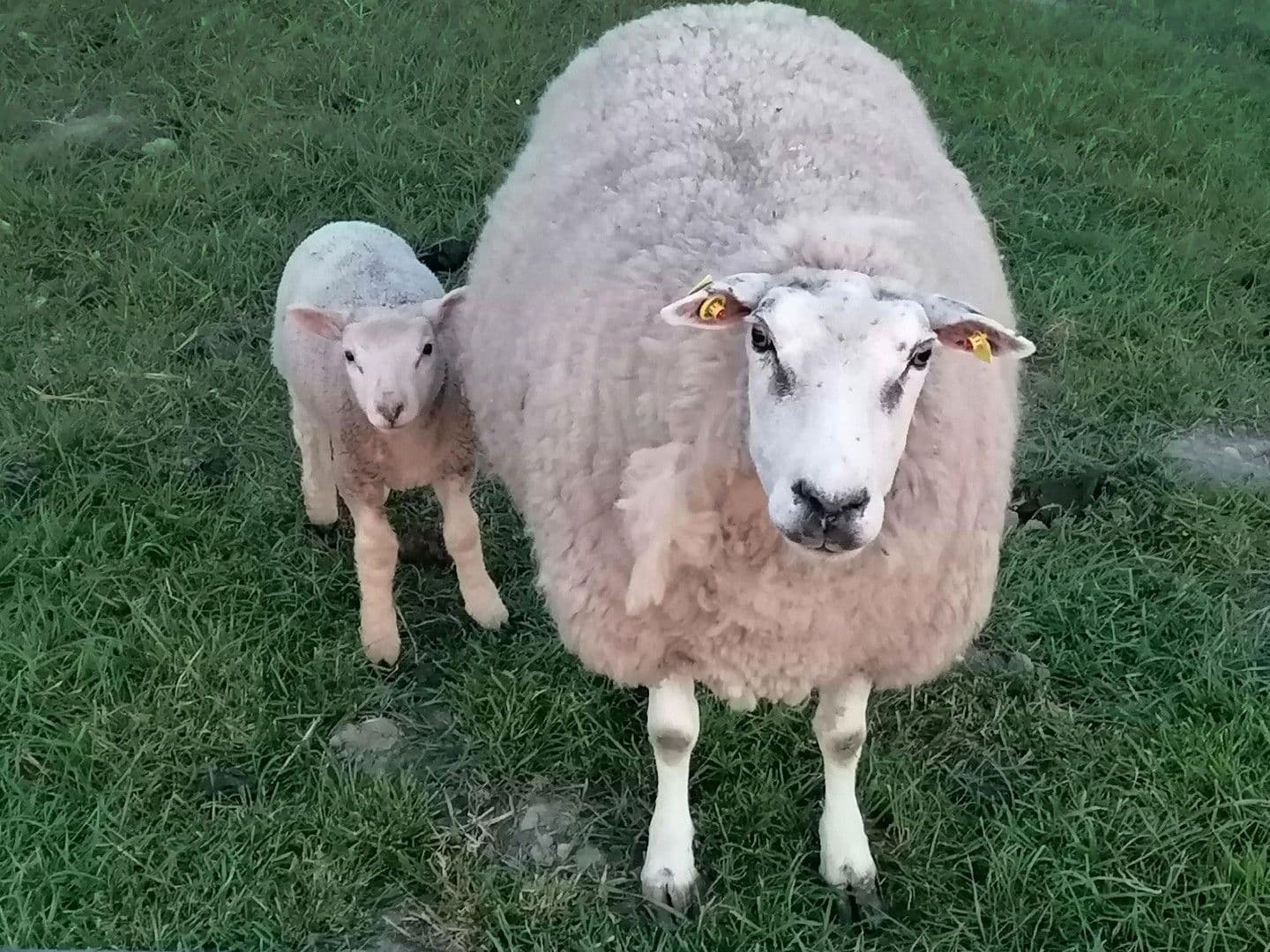 Predaj pozemku 800 m², Butjadingen, Dolné Sasko Predaj pozemku 800 m², Butjadingen, Dolné Sasko