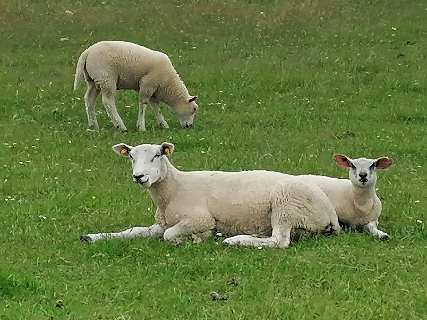 Predaj pozemku 800 m², Butjadingen, Dolné Sasko Predaj pozemku 800 m², Butjadingen, Dolné Sasko