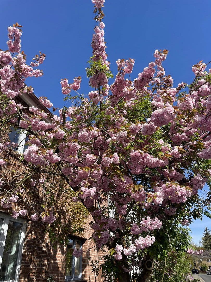 Predaj domu 141 m², pozemek 161 m², Lüneburg, Dolné Sasko Predaj domu 141 m², pozemek 161 m², Lüneburg, Dolné Sasko