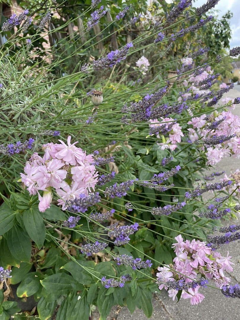 Predaj domu 141 m², pozemek 161 m², Lüneburg, Dolné Sasko Predaj domu 141 m², pozemek 161 m², Lüneburg, Dolné Sasko