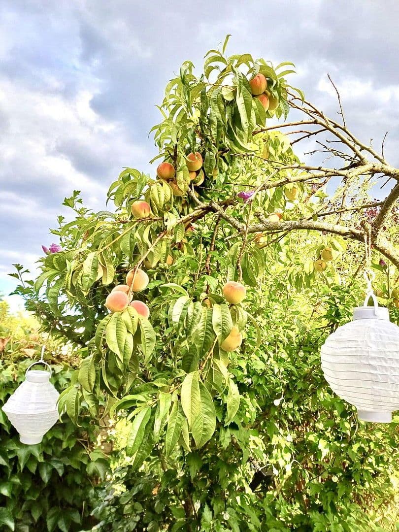 Predaj domu 110 m², pozemek 154 m², Mühltal, Hesensko Predaj domu 110 m², pozemek 154 m², Mühltal, Hesensko