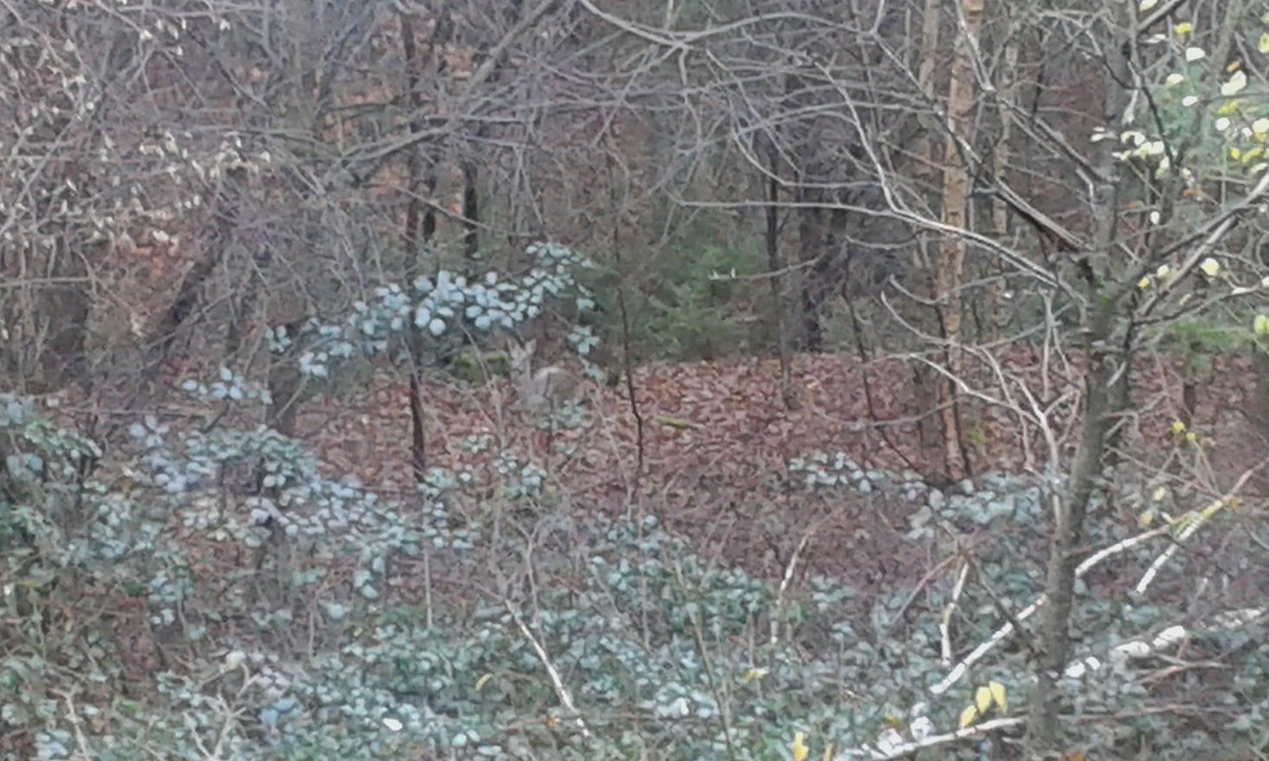 Predaj domu 224 m², pozemek 500 m², Carlsberg, Porýnie-Falcko Predaj domu 224 m², pozemek 500 m², Carlsberg, Porýnie-Falcko