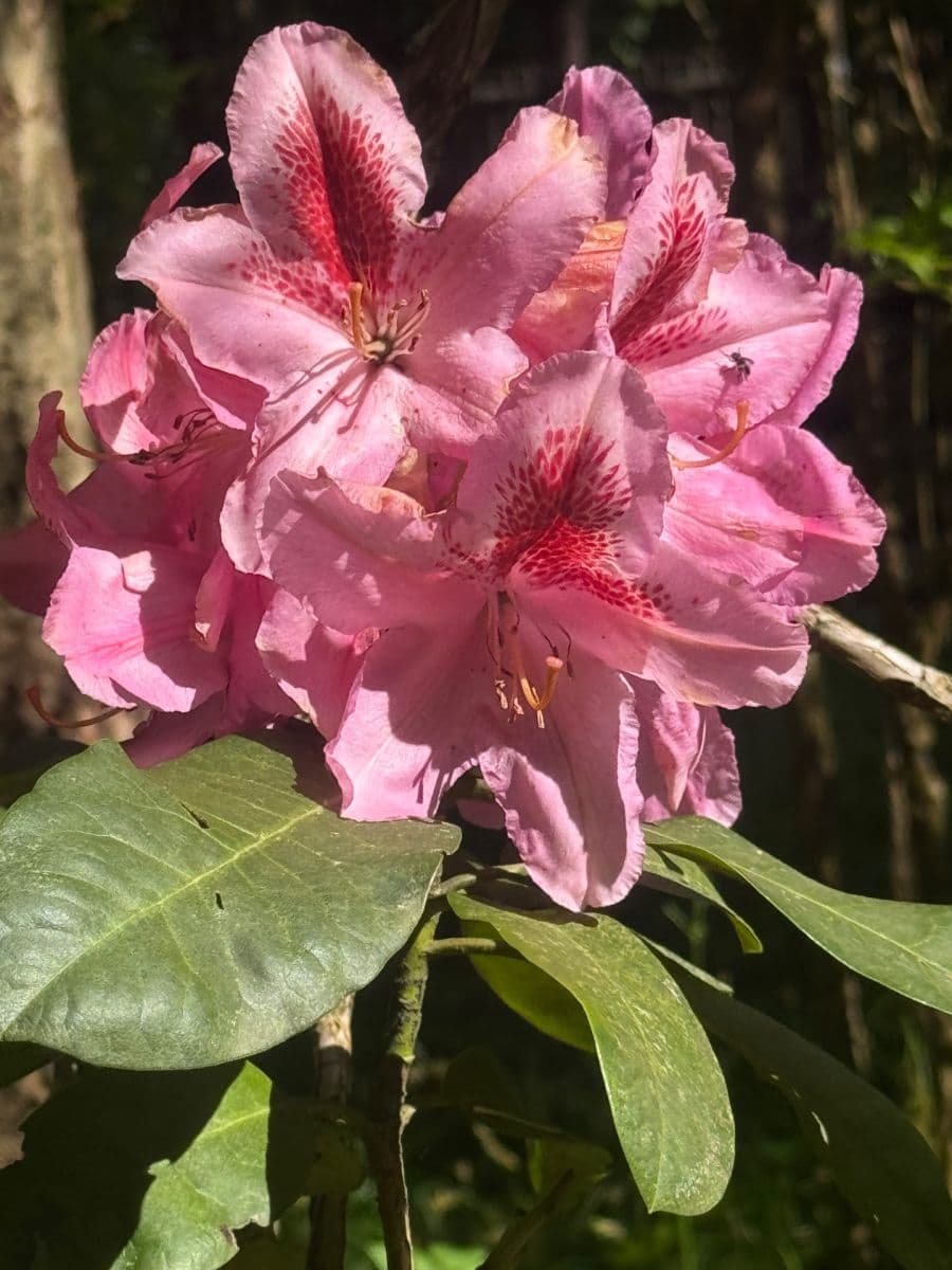 Predaj rekreačného objektu 130 m², pozemek 3.000 m², Staré Křečany, Ústecký kraj Predaj rekreačného objektu 130 m², pozemek 3.000 m², Staré Křečany, Ústecký kraj