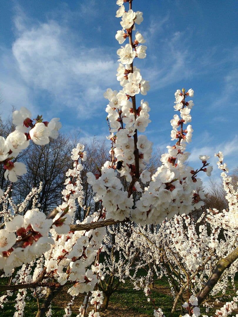 Predaj pozemku 5.300 m², KG Pömling, Emmersdorf, Dolné Rakúsko Predaj pozemku 5.300 m², KG Pömling, Emmersdorf, Dolné Rakúsko