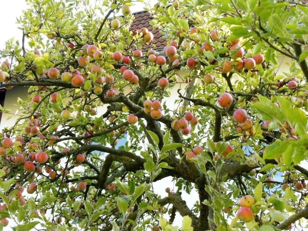 Prenájom bytu 2-izbový 80 m², Berlin, Berlín Prenájom bytu 2-izbový 80 m², Berlin, Berlín