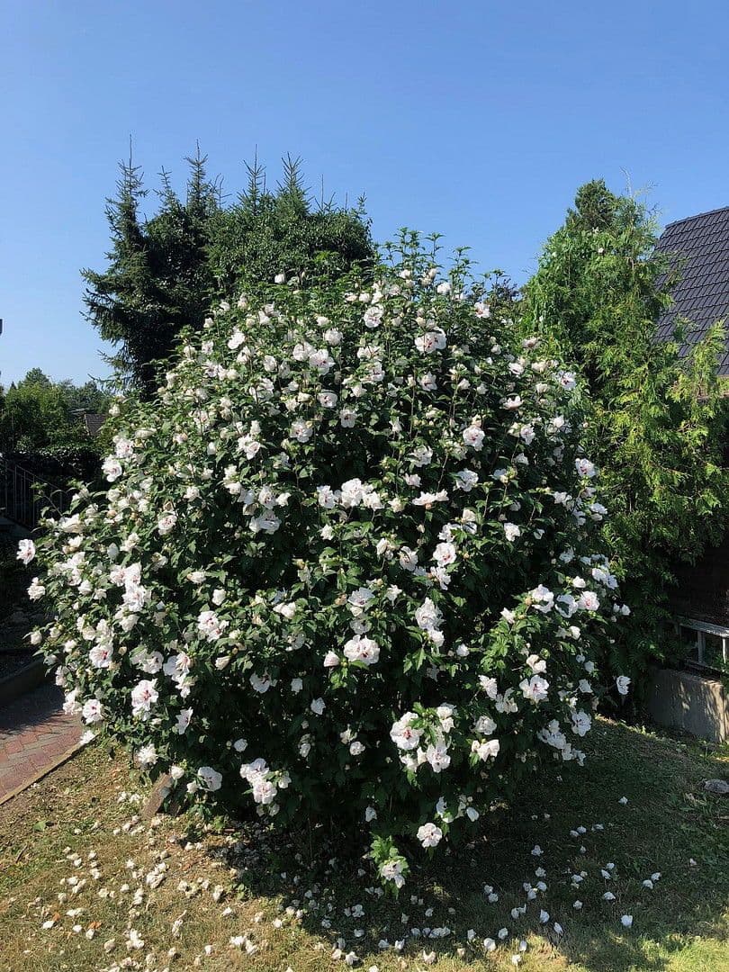 Predaj bytu 1-izbový 35 m², Hamburg, Hamburg Predaj bytu 1-izbový 35 m², Hamburg, Hamburg