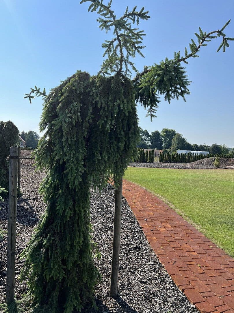 Predaj domu 230 m², pozemek 3.194 m², Weißkeißel – Wuskidź, Sasko Predaj domu 230 m², pozemek 3.194 m², Weißkeißel – Wuskidź, Sasko