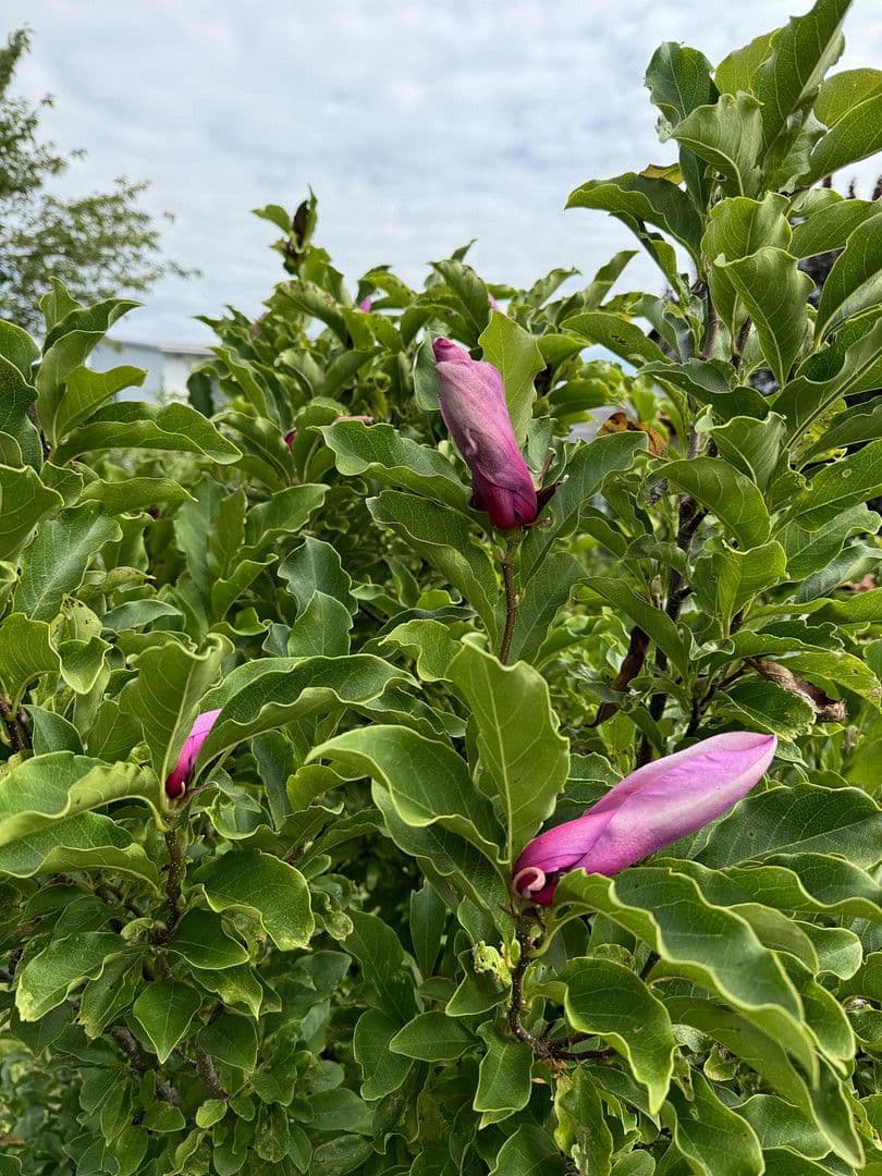 Predaj domu 131 m², pozemek 672 m², Neukirchen bei Sulzbach-Rosenberg, Bavorsko Predaj domu 131 m², pozemek 672 m², Neukirchen bei Sulzbach-Rosenberg, Bavorsko