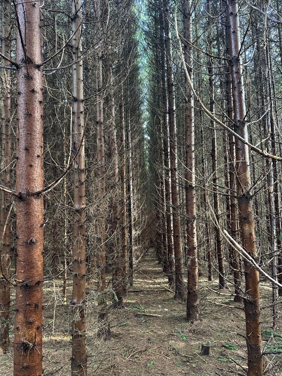 Predaj pozemku 11.665 m², Červený Kostelec, Královéhradecký kraj Predaj pozemku 11.665 m², Červený Kostelec, Královéhradecký kraj