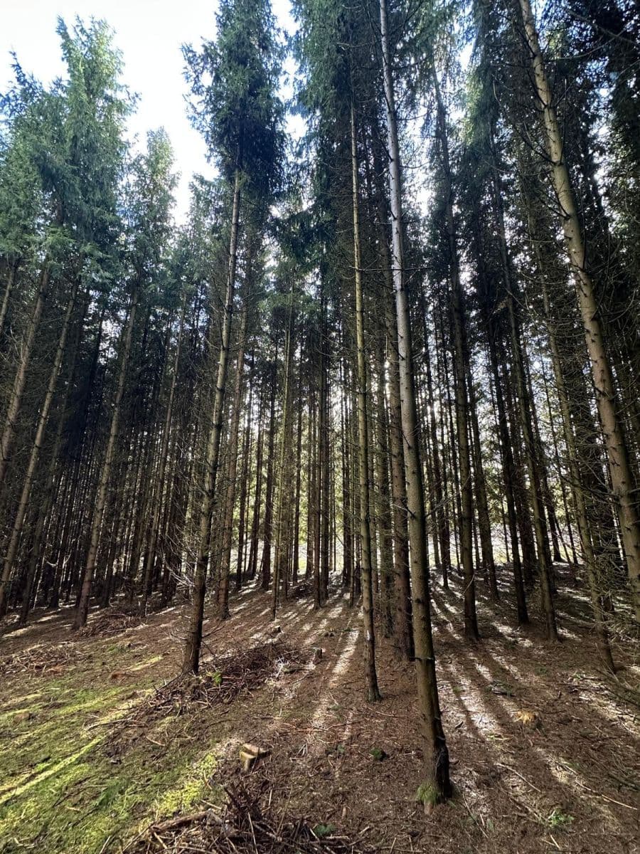 Predaj pozemku 11.665 m², Červený Kostelec, Královéhradecký kraj Predaj pozemku 11.665 m², Červený Kostelec, Královéhradecký kraj