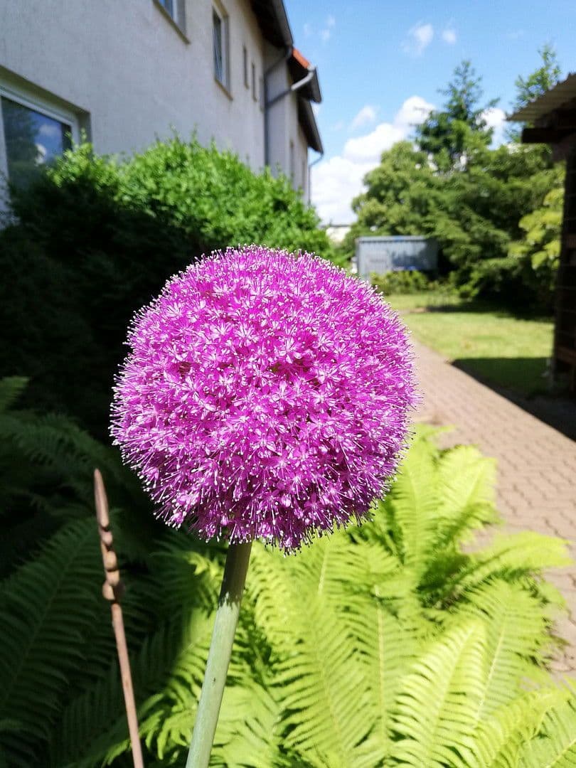 Prenájom kancelárie 510 m², Adersheimer Straße 17, Wolfenbüttel, Dolné Sasko Prenájom kancelárie 510 m², Adersheimer Straße 17, Wolfenbüttel, Dolné Sasko