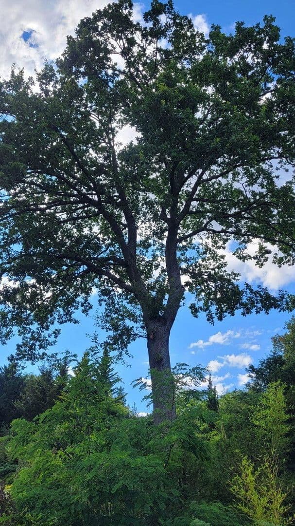 Prenájom domu 259 m², pozemek 1.800 m², Wimsheim, Bádensko-Wurttembersko Prenájom domu 259 m², pozemek 1.800 m², Wimsheim, Bádensko-Wurttembersko