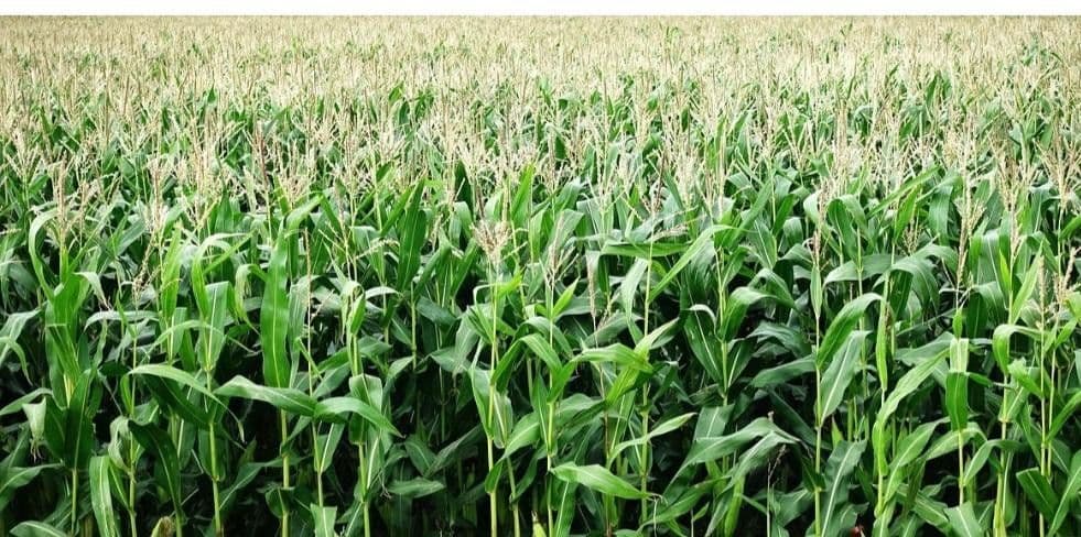 Predaj pozemku 2.310.020 m², Waidhaus, Bavorsko Predaj pozemku 2.310.020 m², Waidhaus, Bavorsko