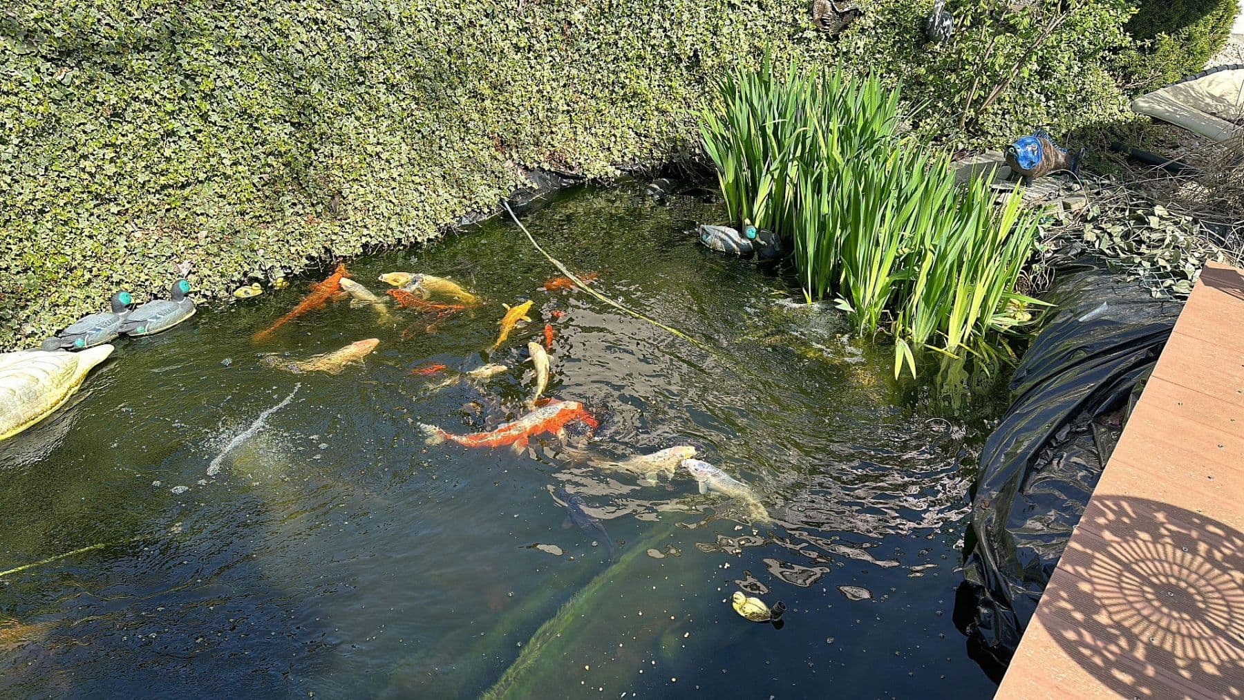 Predaj domu 387 m², pozemek 899 m², Rießstraße 20, BW, Magstadt, Bádensko-Wurttembersko Predaj domu 387 m², pozemek 899 m², Rießstraße 20, BW, Magstadt, Bádensko-Wurttembersko