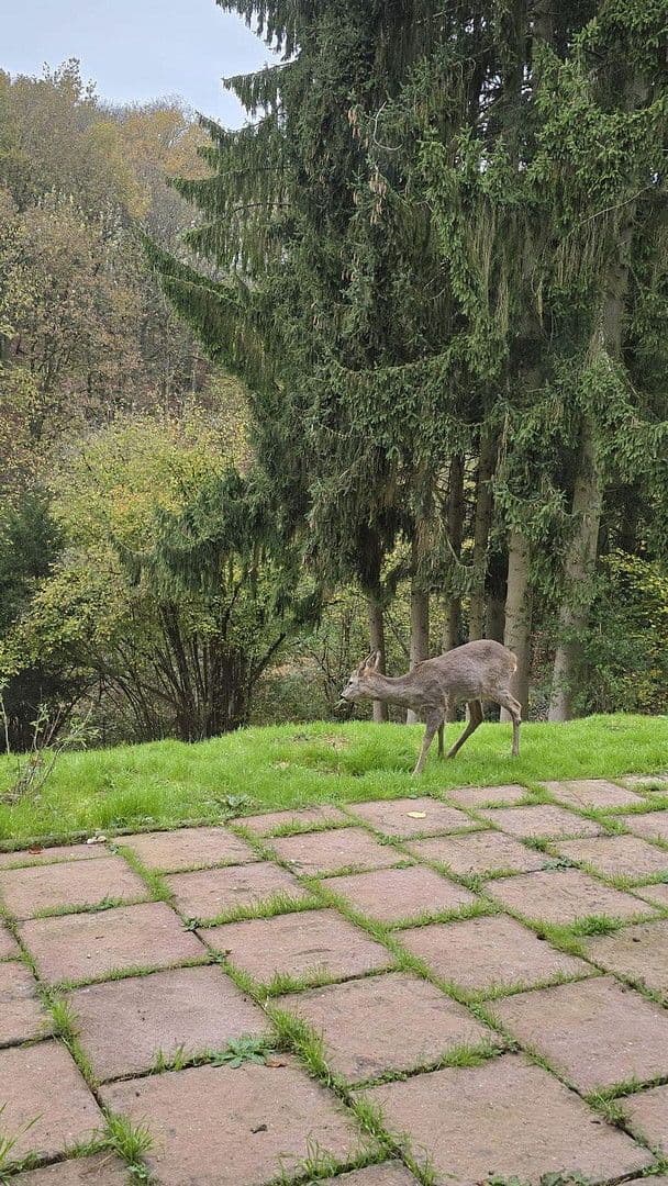 Prenájom domu 90 m², pozemek 1.700 m², Bad Soden am Taunus, Hesensko Prenájom domu 90 m², pozemek 1.700 m², Bad Soden am Taunus, Hesensko