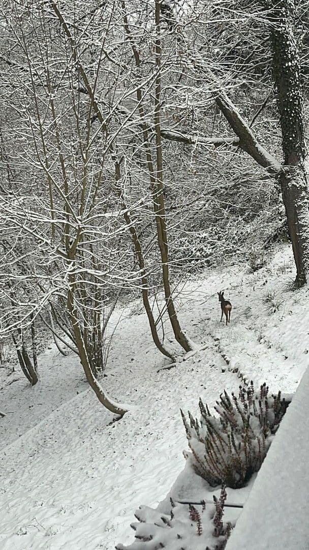Prenájom domu 90 m², pozemek 1.700 m², Bad Soden am Taunus, Hesensko Prenájom domu 90 m², pozemek 1.700 m², Bad Soden am Taunus, Hesensko