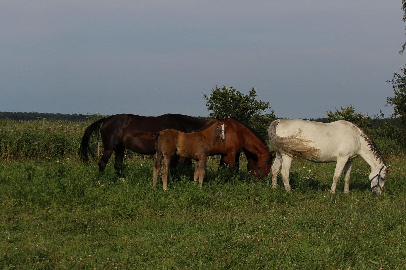 Predaj pozemku 715 m², Dierhagen, Meklenbursko-Predpomoransko Predaj pozemku 715 m², Dierhagen, Meklenbursko-Predpomoransko
