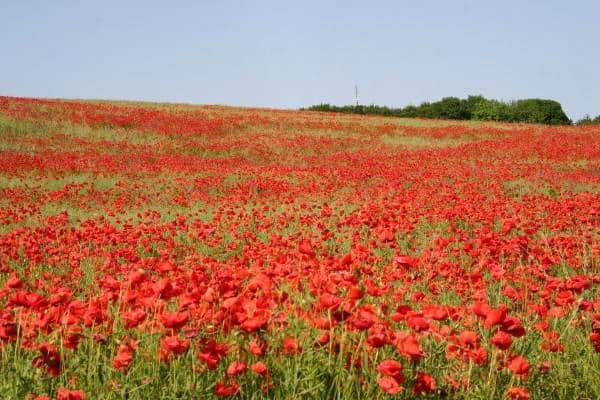 Predaj pozemku 423 m², Glowe, Meklenbursko-Predpomoransko Predaj pozemku 423 m², Glowe, Meklenbursko-Predpomoransko