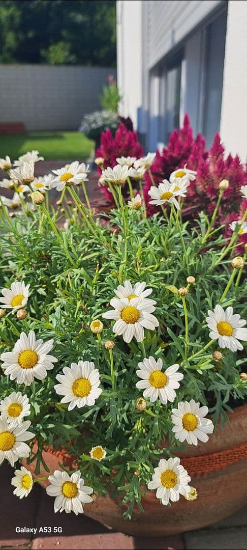 Predaj domu 125 m², pozemek 431 m², Augsburg, Bavorsko Predaj domu 125 m², pozemek 431 m², Augsburg, Bavorsko